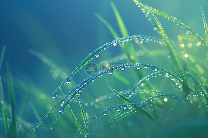 雨后的草地图片