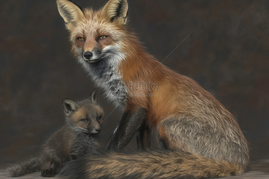 狐狸和幼崽图片