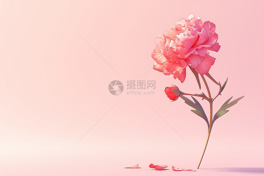 粉色背景上的玫瑰图片