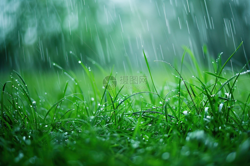 雨天的草地图片