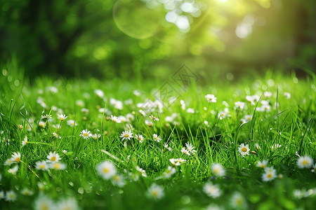 一枝白花草地上的白花背景