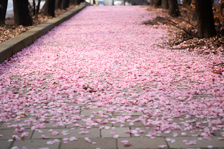 地上花瓣樱花落在地上背景