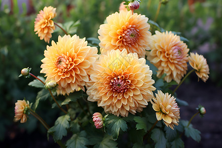 菊花枕夏日黄色菊花花海背景