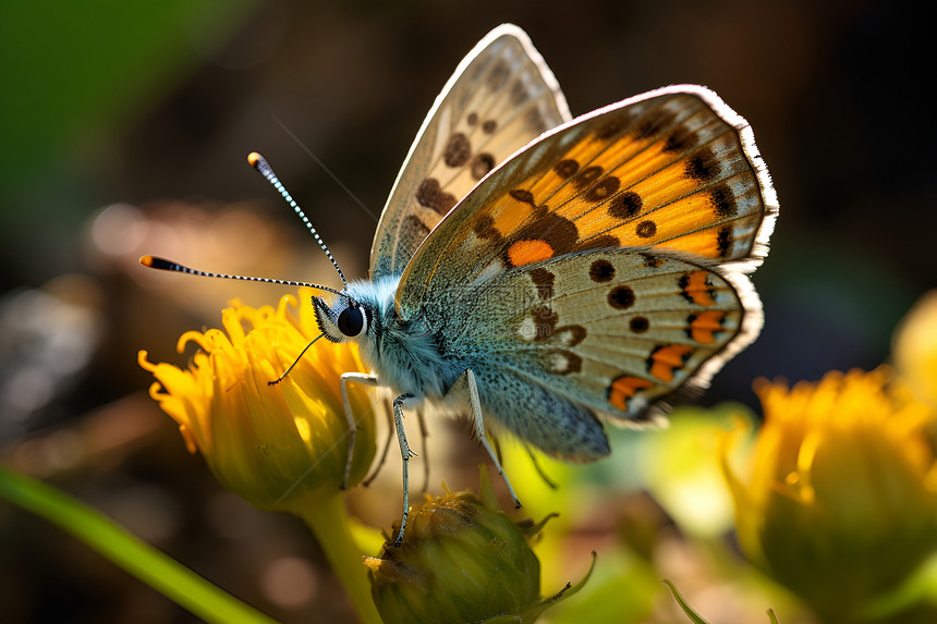 阳光下的一只蝴蝶停在一朵黄花上图片