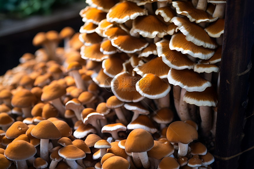 丰收的蘑菇图片