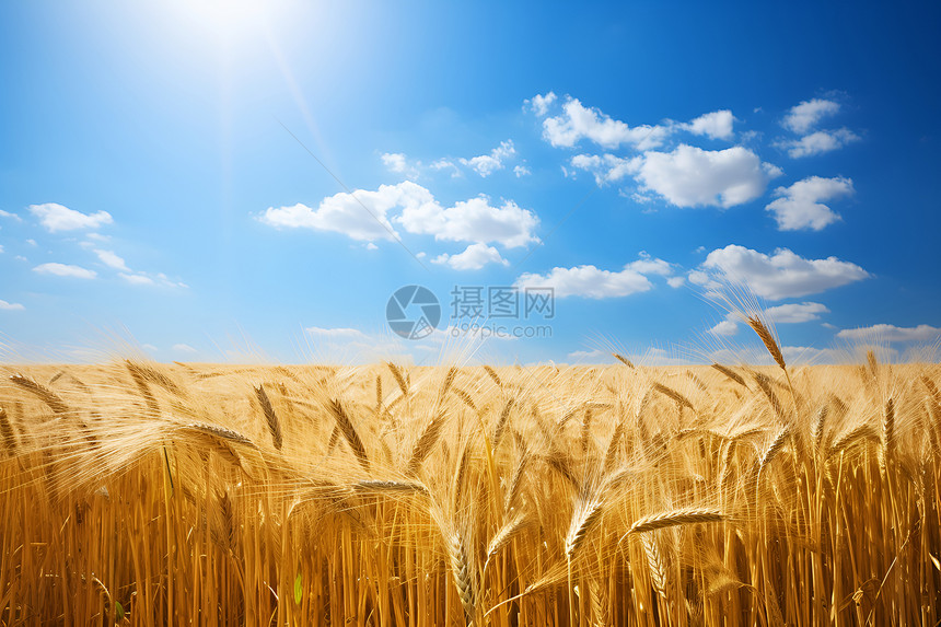 农田的小麦图片