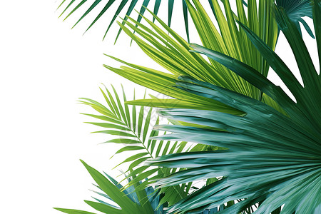 成长的叶子绿植棕榈叶高清图片