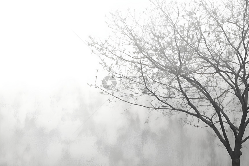 雾中的一棵树图片