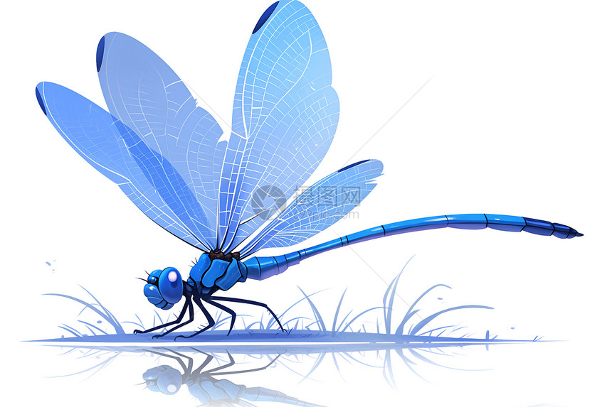 蓝色蜻蜓展翅在空白背景图片