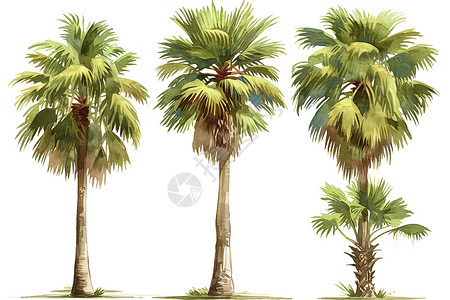 三棵树木三棵棕榈树的细节写真插画