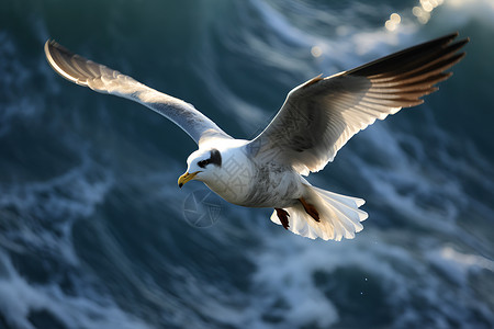 海洋最大的动物海洋上的海鸥背景