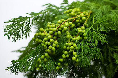 臭椿植物树枝自然的绿色植物背景