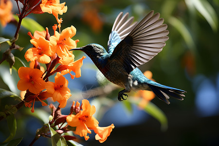 鸟飞翔的小鸟鸟儿在橙色花朵上飞翔背景