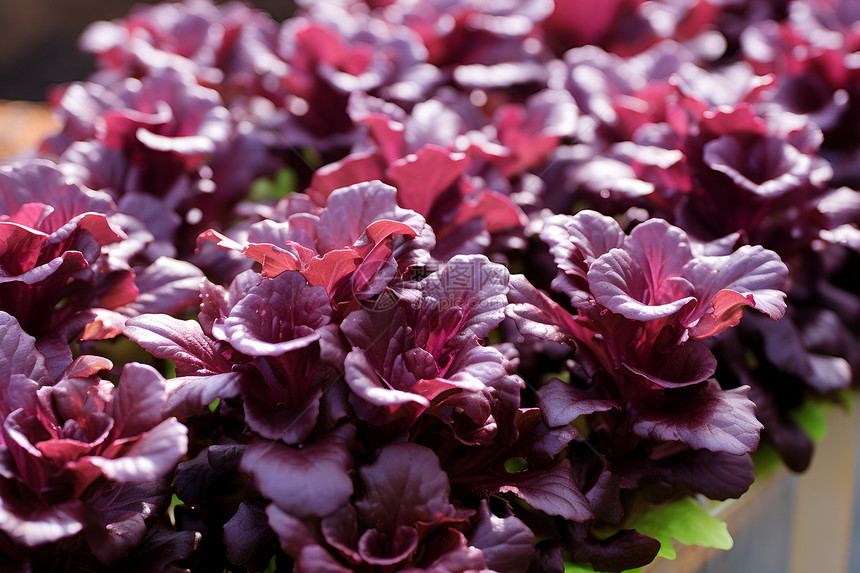 营养紫色蔬菜图片