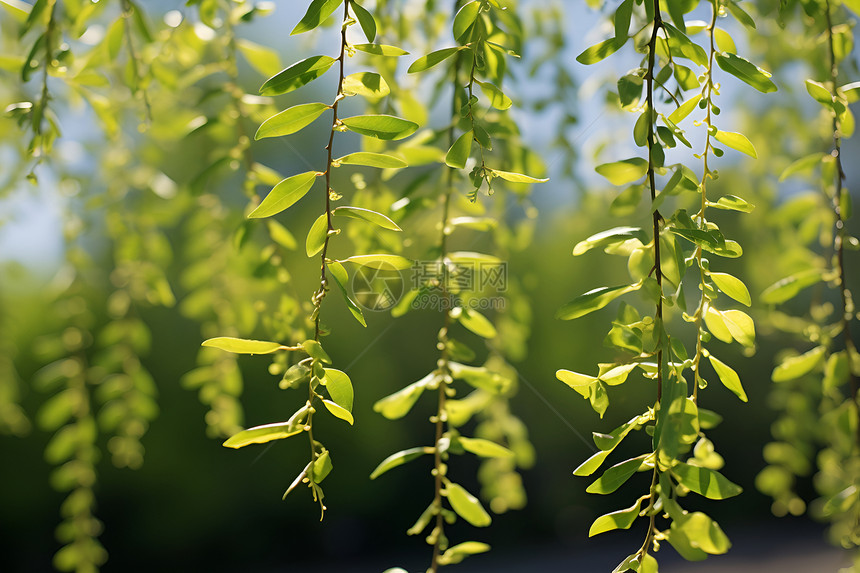 枝繁叶茂的大树图片