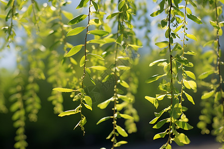 大树发芽枝繁叶茂的大树背景