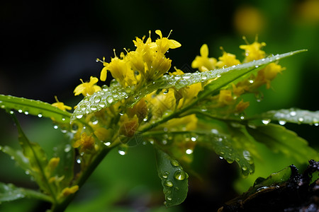 植物绿叶小花黄色的小花和绿叶背景