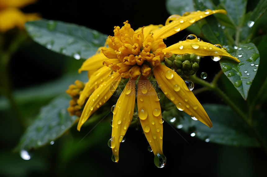 雨中绽放的黄花图片