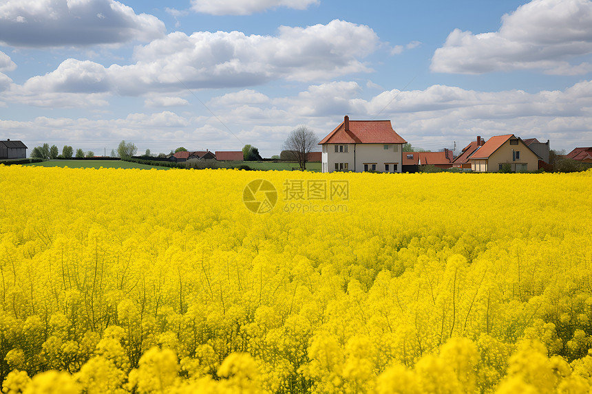 田野里的油菜花图片