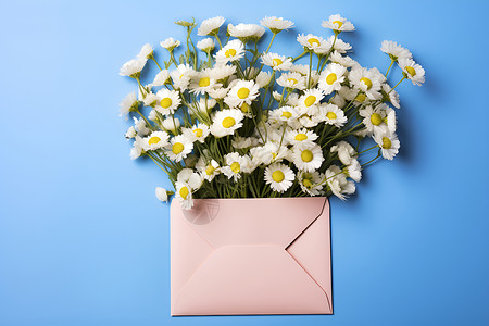 花卉信件信封里的雏菊背景