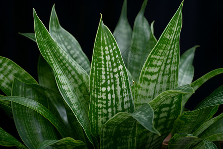 漂亮的盆景虎尾兰属植物高清图片