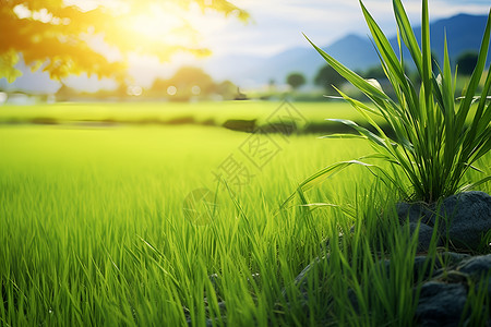 绿油油的稻田背景