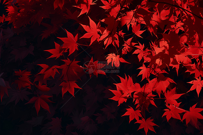 红色枫叶图片