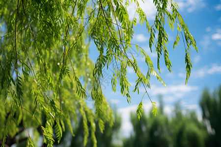 微风吹拂的柳树背景图片