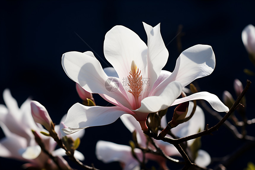 春天的白花盛开图片
