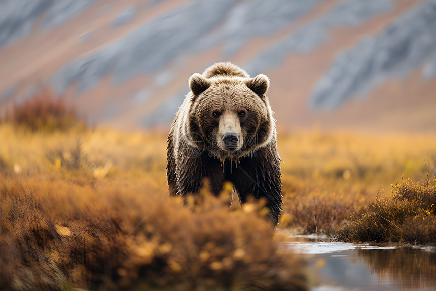 一只棕熊在草地缓步前行图片