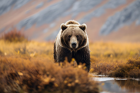 灰冠一只棕熊在草地缓步前行背景