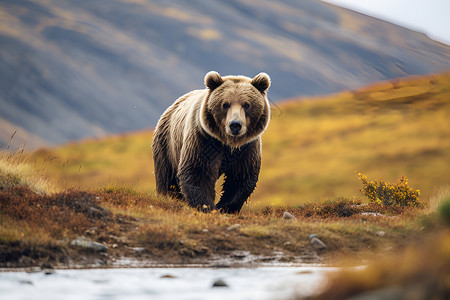 荒野徒步草原徒步的棕熊背景