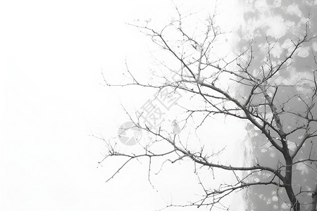 雾气和大树背景图片