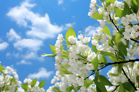盛开的白色花朵高清图片