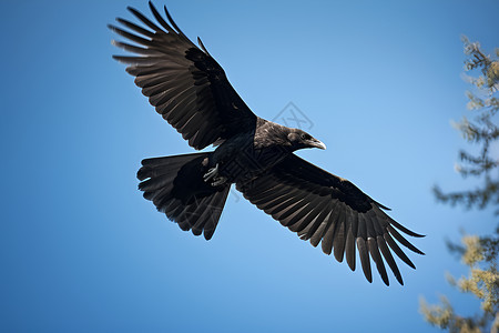 拒食野生动物飞翔的乌鸦背景