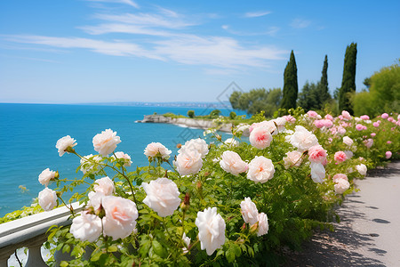 海边花朵素材海边的玫瑰花背景