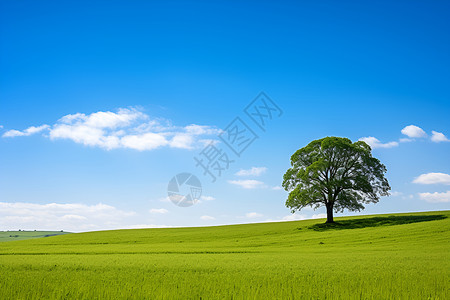 绿色田野的孤树高清图片