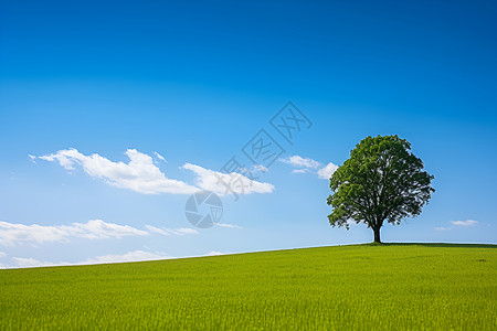 草原大树孤独的一棵树背景