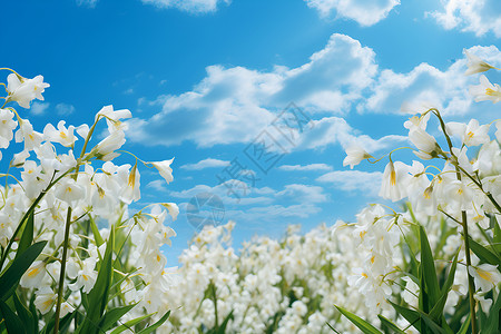 美丽的白色蓝天下的白色花朵背景