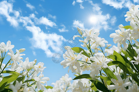 美丽的白色一片白色的花朵背景