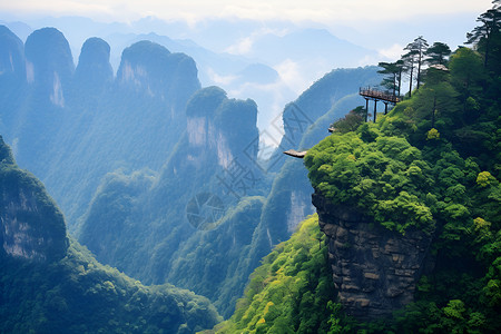 树木高山山顶的树木背景