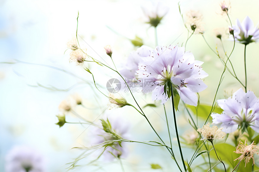 明媚夏日中的花海图片