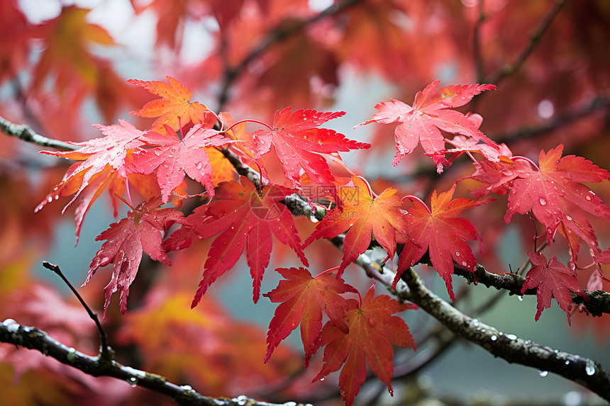 秋天红色的枫叶图片