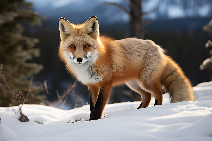 冬日雪地的狐狸图片
