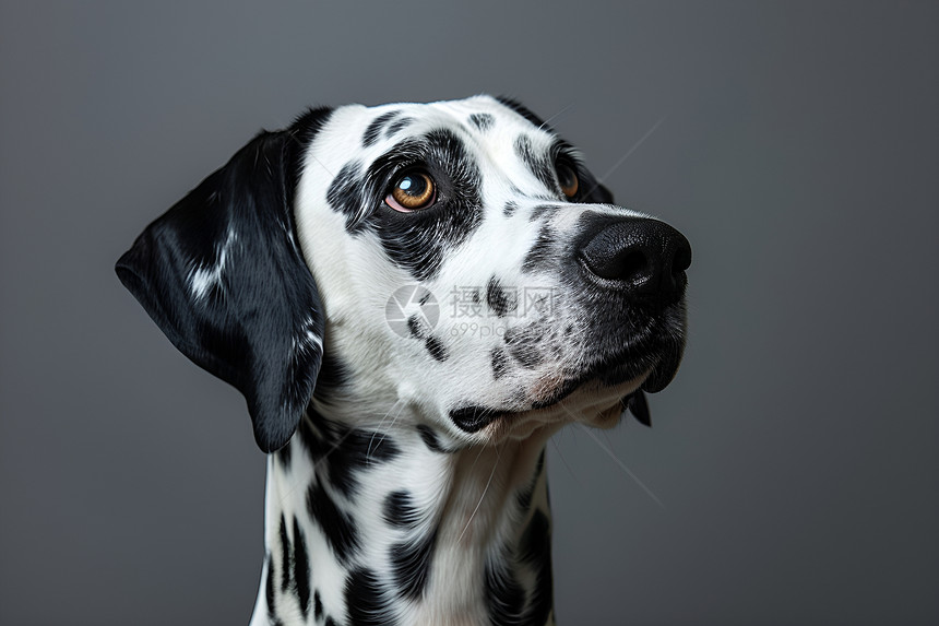 优雅的斑点狗图片
