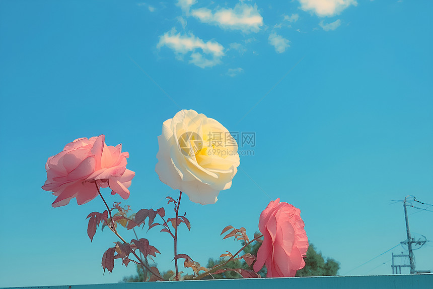 玫瑰花和天空图片