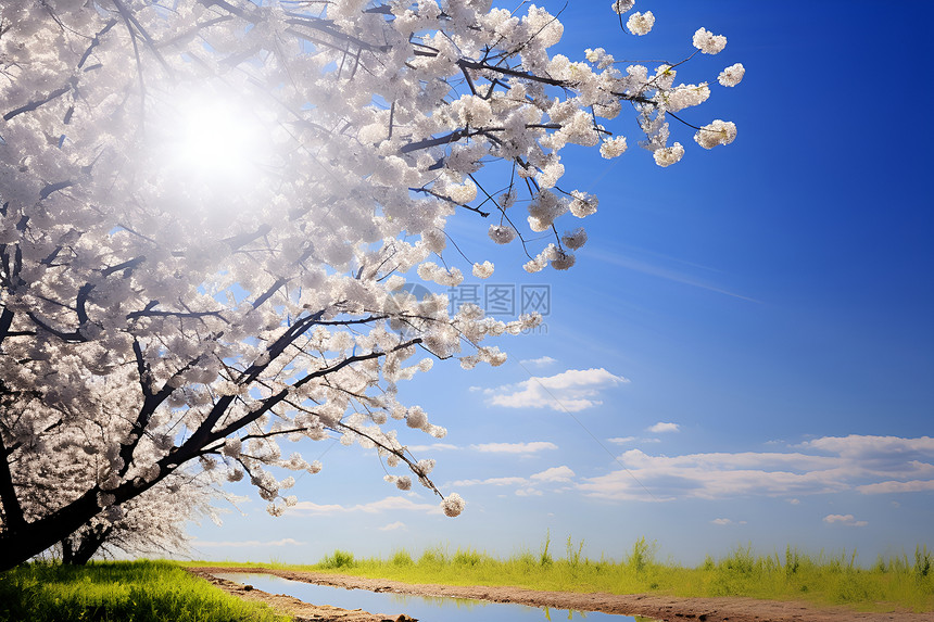 春日白花树下的美丽风景图片
