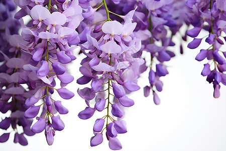 一簇簇紫藤花绚烂盛开的紫藤花背景