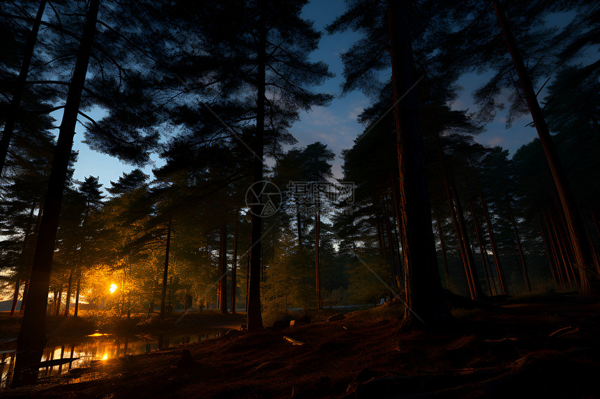 夕阳照进森林图片