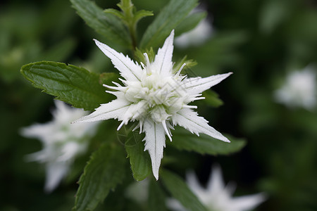 清新的白花开花美丽高清图片